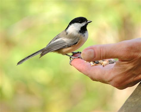 chickadees fearless balls  fluff tallahasseecom community blogs