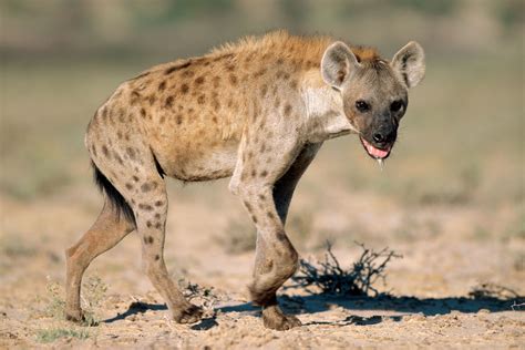hyenas wild animal facts photographs  wildlife