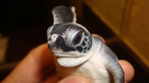 baby sea turtle face  turtley cute kyle del bonis flickr