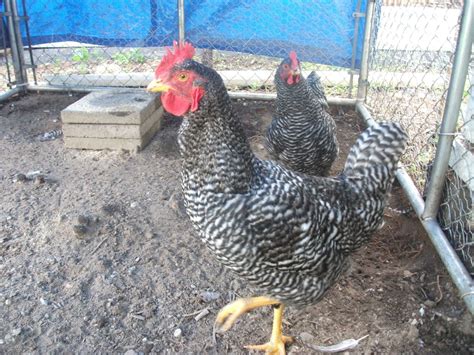 hens or roos barred rocks at 17 weeks and 15 weeks backyard chickens