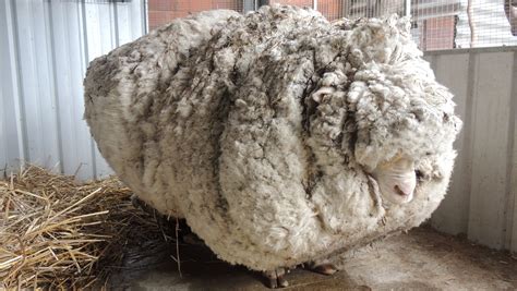 sheep lost  australia yields  pounds  wool