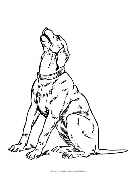 german shepherd realistic dog coloring pages put  dog  front
