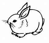 Rabbit Konijn Rabbits Iepurasi Dieren Kelinci Sketsa Topkleurplaat Templates Colorat Coelho Konijnen Desene Diwarnai Lucu Hitam Lepre Clipartmag Soffice Iepuri sketch template