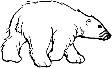 bear coloring pages  students  teachers educative printable