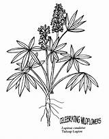 Coloring Lupine Designlooter sketch template