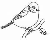 Bullfinch Coloring Pages Print Coloringtop sketch template