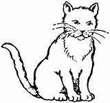 Cat Coloring Drawing Pages Realistic Kitty Printable Kids Baby Clipart Cats Kitten Cute Color Scary Real Colouring Fat Animals Clip sketch template
