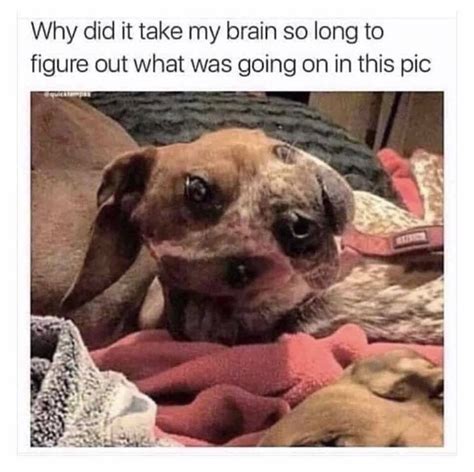 geez funny dog memes crazy funny memes funny relatable memes funny dogs cute dogs dog jokes