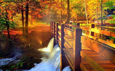autumn fall landscape nature tree forest leaf leaves path trail bridge wallpapers hd