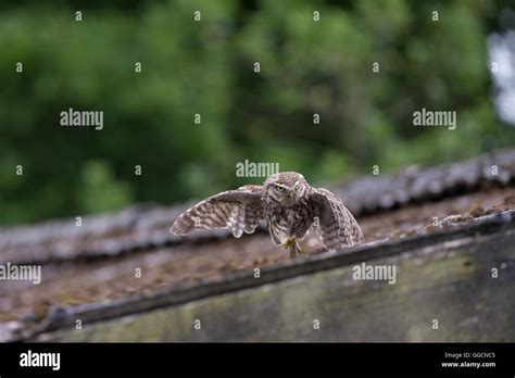 owl athene noctua running   barn roof   farm