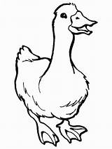 Outline Farm Duck Duckling Animal Clipart Clip Outlines Color Coloring Animals Pages Cute Print Clipartbest Cliparts Coloring2print sketch template