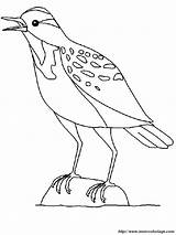 Meadowlark Passero Gorrion Storno Uccelli Animali Bull3 Adulti Vettore sketch template