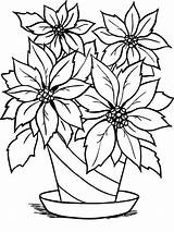 Coloring Flower Flowers Poinsettia Pot Pages Drawing Flowerpot Clipart Christmas Outline Beautiful Line Drawings Color Cliparts Print Clip Vase National sketch template