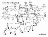 Coloring Caribou Herd sketch template