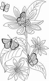 Coloring Pages Adults Printable Flower Pansy Adult Colouring Fairies Marigold Prints Abstract Kids Line Drawing Book Sketch Butterfly Flowers Color sketch template