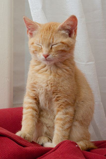 ginger cat kitties pinterest
