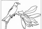 Audubon Oriole sketch template