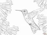 Coloring Hummingbird Pages Realistic Throated Ruby Drawing Flower Printable Color Bird Hummingbirds Colouring Adult Animal Choose Board Draw Flowers Sketch sketch template