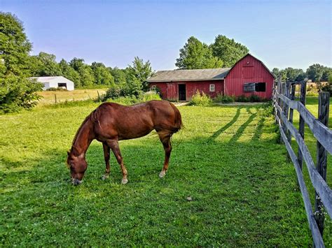 grazing   green grass jac malloy flickr