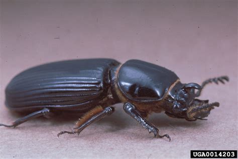 bess beetles or passalid coleoptera passalidae 0014203