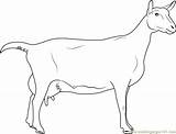 Goat Saanen Coloring Breeds Pages Coloringpages101 Color sketch template