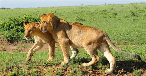 paws africa safaris  east africa  package deals