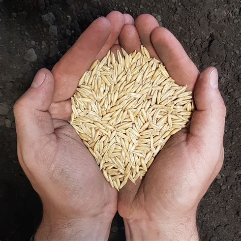 oat seed trawin seeds