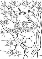 Koala Coloring Eucalyptus Tree Pages Cute Animals Little Drawing Sits Baby Designlooter Holds Australia Stock Getdrawings 450px 77kb Preview sketch template