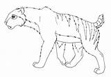Coloring Tiger Tooth Saber Pages Sabertooth Popular Library Mammals Prehistoric sketch template