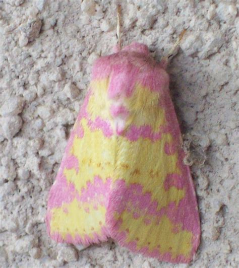 pink spotted flower moth whats  bug