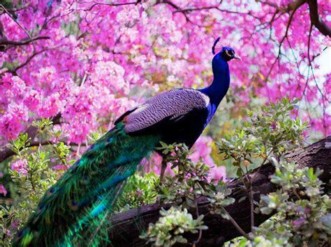 top 100 most beautiful and colorful pictures of peacock hd images free
