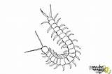 Centipede Draw Coloring Drawingnow sketch template