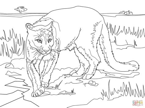 effortfulg mountain lion coloring pages
