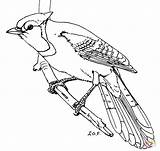 Jay Coloring Blue Pages Printable Drawing Bird Bluejay Color Line Drawings Online Birds sketch template
