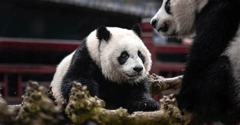 ouwehands dierenpark raakt jonge reuzenpanda niet kwijt vertrek vermoedelijk pas