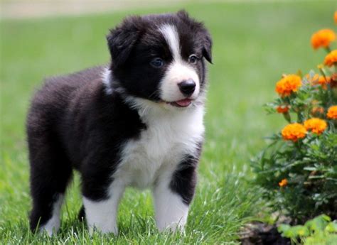 puppies pictures  pet border collie puppy pictures