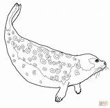 Foca Ausmalbild Colorir Tiere Colorironline Ausmalbilder Seals Anelada Ringed Robben Harp Arktis Kategorien sketch template