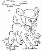 Easter Coloring Lambs Pages Lamb sketch template