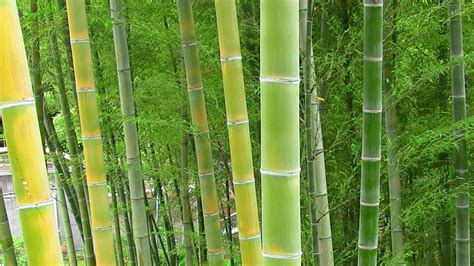 japan update  bamboo garden youtube