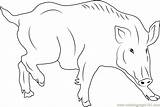 Swine Boar Coloringpages101 sketch template