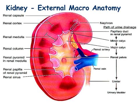 anatomy  kidneys anatomy pinterest