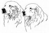 Pyrenees Great Dog Club America Choose Board Dogs sketch template
