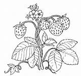 Strawberry Coloring Erdbeere sketch template