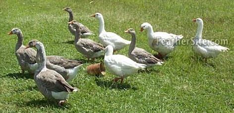 cotton patch geese goose tiny farm cotton