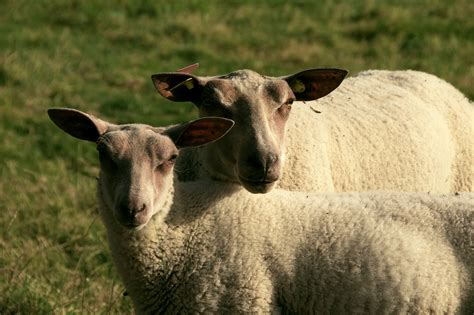 sheep lamb wool  photo  pixabay pixabay