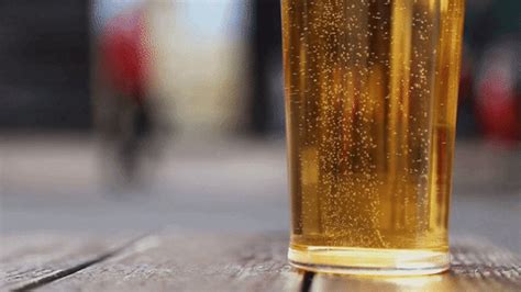 bier gifs find share  giphy