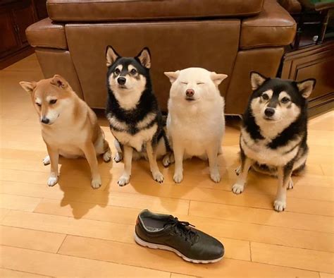 silly shiba inu constantly ruins group   hilariously  viral