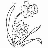 Coloring Pages Flowers Daffodil Color Printable Toddler sketch template