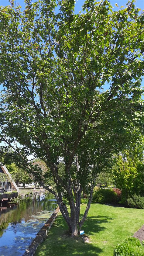 meerstammige zoete kers prunus aviumlandscape bloom bomenwebwinkelnl