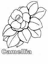 Coloring Camellia Flower Pages Recommended Flowers sketch template